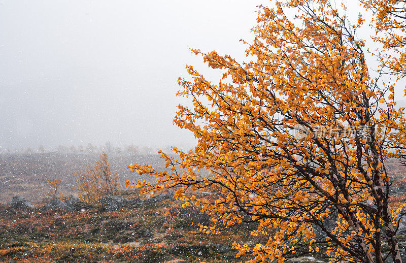 挪威，Hemsedal Buskerud，山上的风景在秋天与柔和的桦树和雪花在空气中